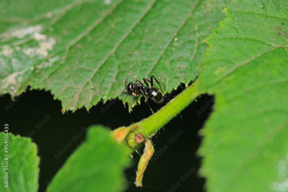 Black carpenter ant macro photo Black carpenter ant macro photo