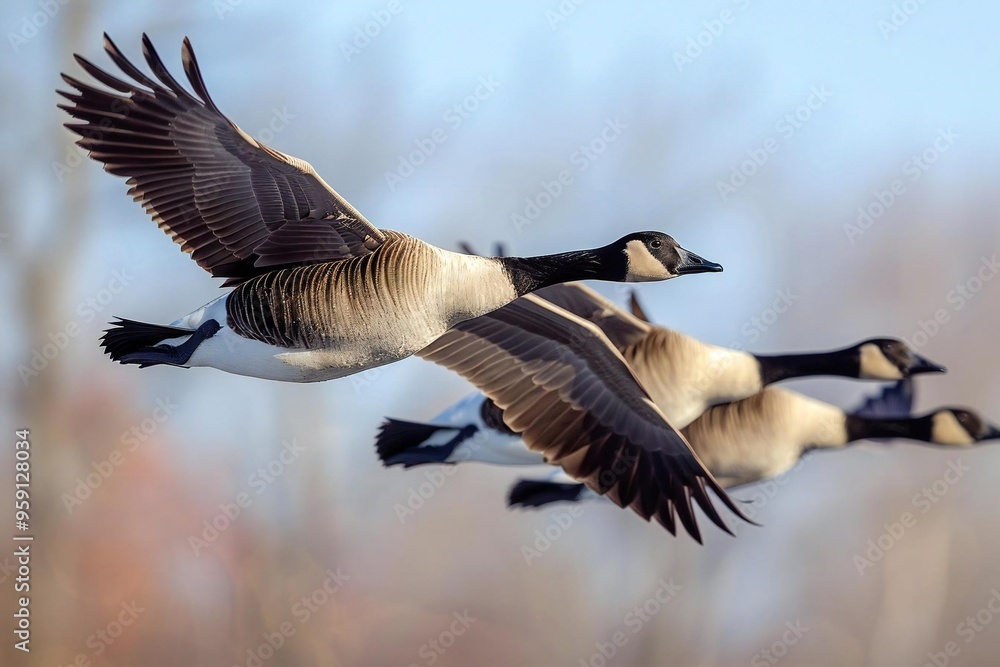 St. Martin's Day (various countries). A nature photo of a flock of geese flying in a V-formation across a clear blue sky, symbolizing the migration of geese. St. Martin's Day (various countries). A nature photo of a flock of geese flying in a V-formation across a clear blue sky, symbolizing the migration of geese.