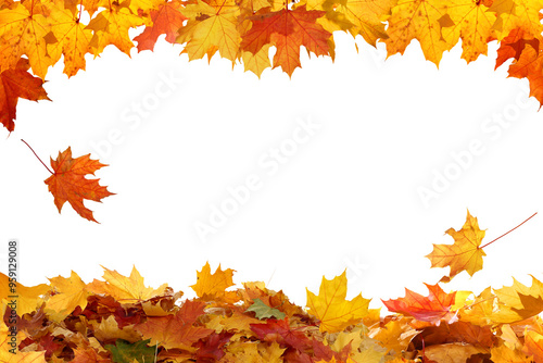 Beautiful yellow,red,orange foliage. Natural background. Border frame of colorful  leaves. Vibrant fall colors.Autumn falling leaves cutouts photo