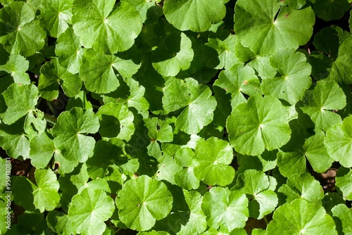 Leaves of the floating pennywort Hydrocotyle leucocephala