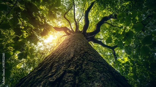 Majestic old-growth tree reaching skyward in lush green forest canopy with sunburst through branches at sunset