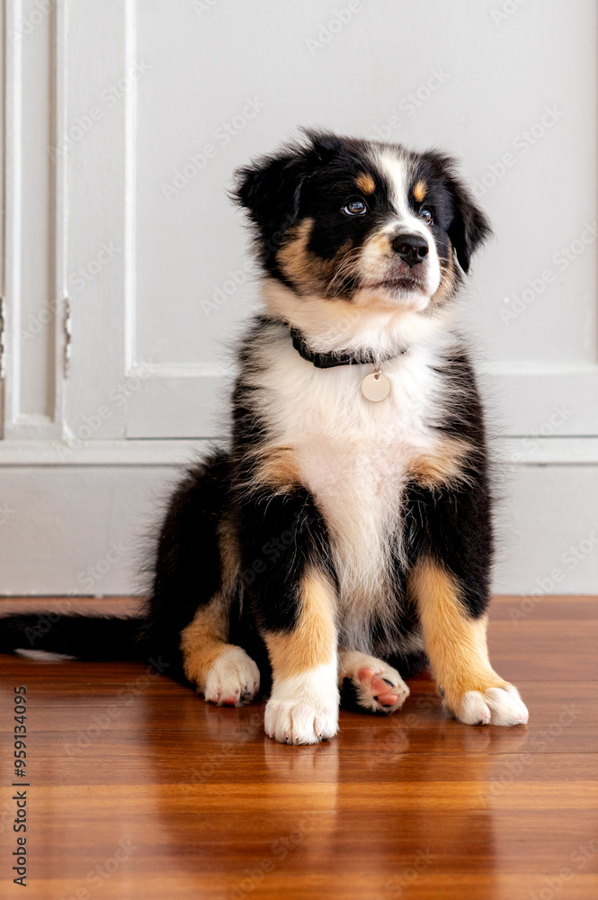 tricolor black and white australian shepherd puppy tricolor black and white australian shepherd puppy