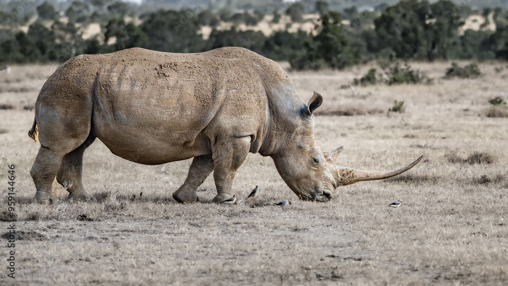 Northern White Rhinoceros grazes on the African plain Northern White Rhinoceros grazes on the African plain