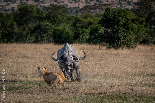 A Cape Buffalo charges an approaching lion photo