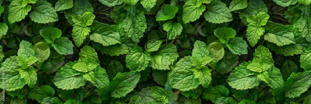 Many fresh lemon balm leaves texture background, fragrant spices pattern, Melissa officinalis mockup Many fresh lemon balm leaves texture background, fragrant spices pattern, Melissa officinalis mockup