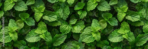 Many fresh lemon balm leaves texture background, fragrant spices pattern, Melissa officinalis mockup