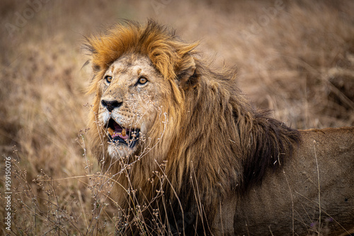 A male African lion close-up, in Masaai Mara, Kenya photo