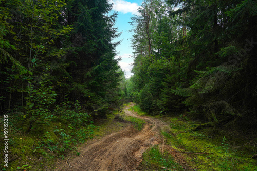 Forest road. Dirt road inside the forest through pine trees with green foliage. Road inside the forest in wild. Off-road.