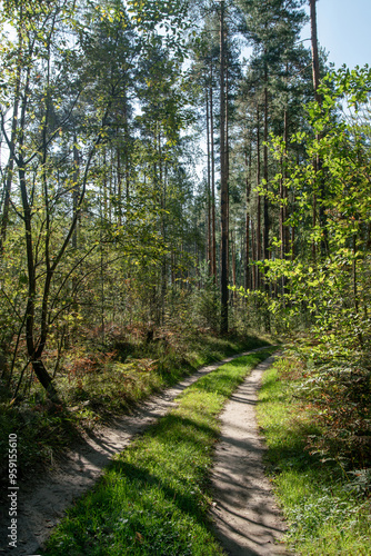 Dirty (earth) road in amazing pine forest in place next to Loch Ness lake