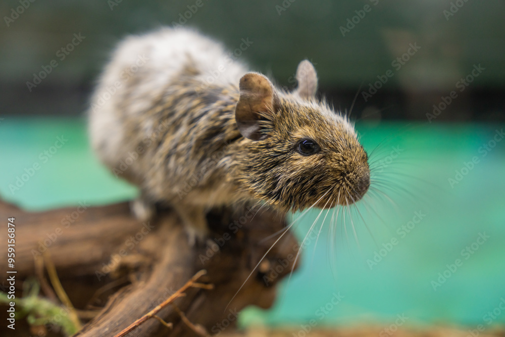 mouse on a stick in the zoo