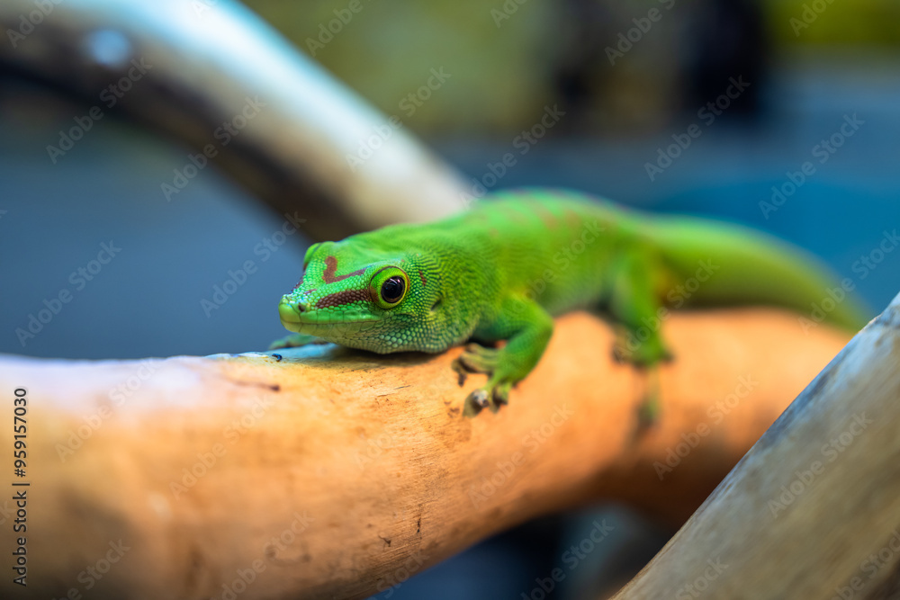 Fototapeta premium A green four-legged reptile on a stick
