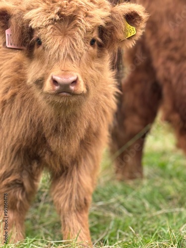 Portrait of a highland cow baby