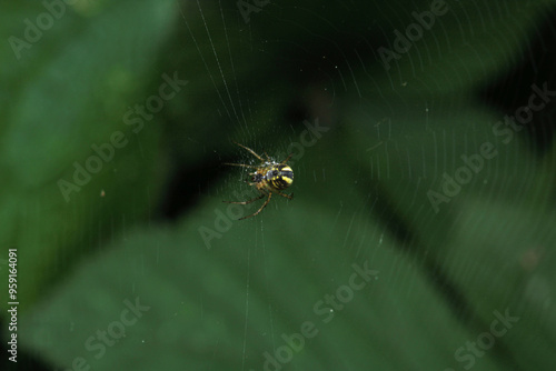 mangora acalypha spider macro photo photo