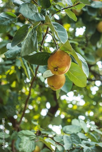 Two yellow quince fruits on a tree with leaves, ion a sunny day. Vertical view photo