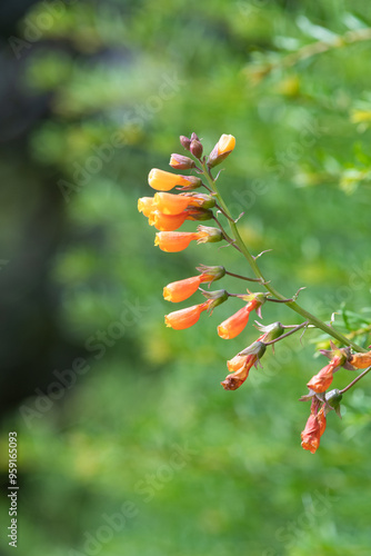 Chilean glory flowers (eccremocarpus scaber) in bloom photo