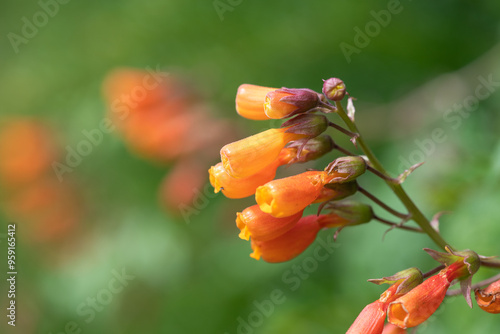 Chilean glory flowers (eccremocarpus scaber) in bloom photo