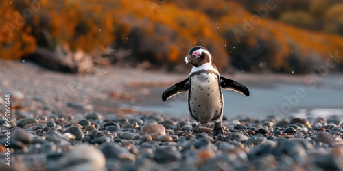 Magellanic penguin walking across pebble beach towards camera