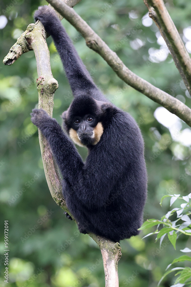 Naklejka premium Yellow-cheeked gibbon (Nomascus gabriellae) monkey on tree branch