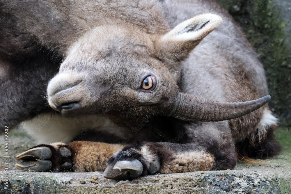 close-up portrait of Alpine Ibex animal close-up portrait of Alpine Ibex animal