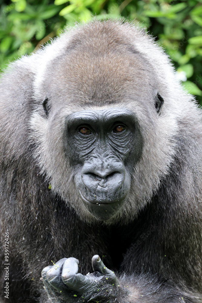 Obraz premium Western Lowland Gorilla in natural habitat