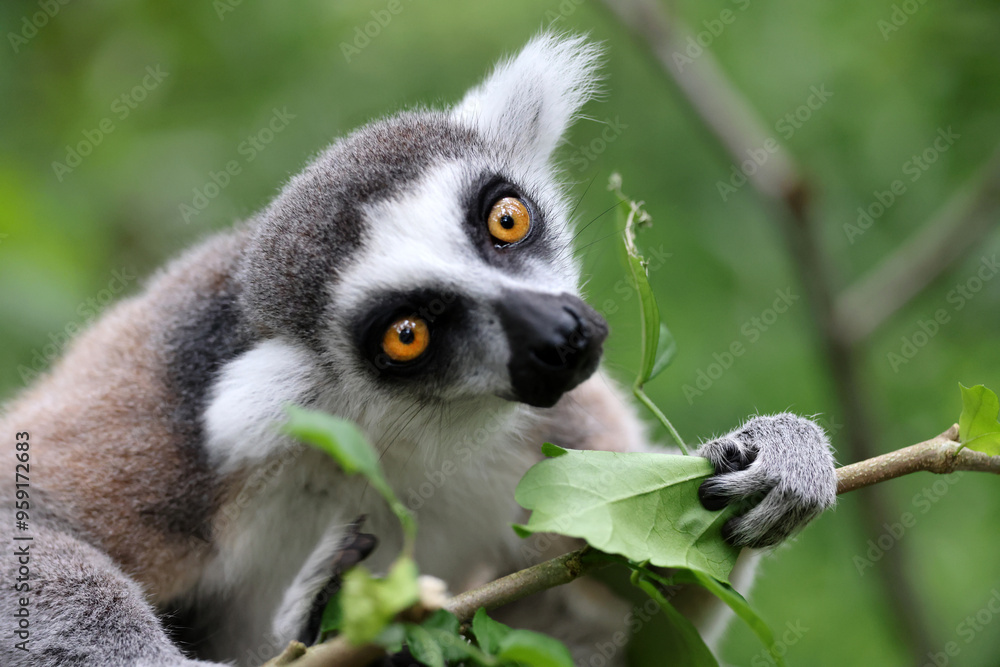 Obraz premium Ring-Tailed Lemur on tree in natural habirat
