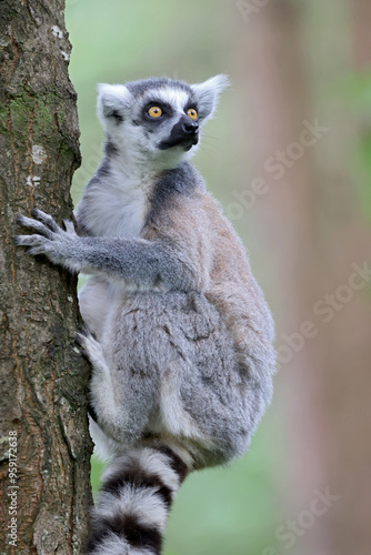 Ring-Tailed Lemur on tree in natural habirat photo