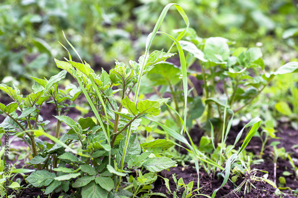 removal of weeds in garden. Not weeded potatoes on bed in summer. removal of weeds in garden. Not weeded potatoes on bed in summer.