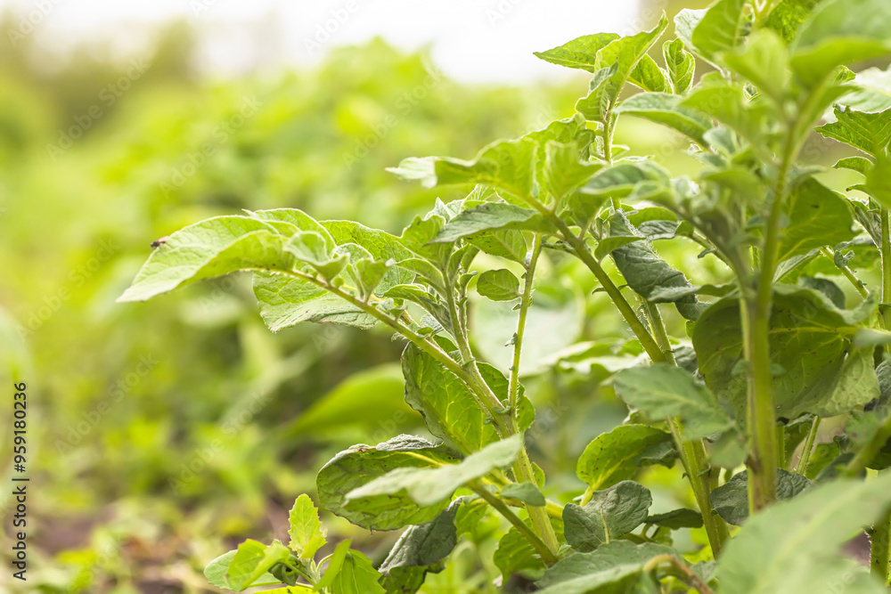 Obraz premium Young potato bushes against sky. Growing organic vegetables on bed without use of chemicals and nitrates. Natural agriculture