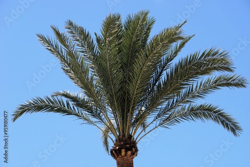 Close Up von der Baumkrone eines tropischen Palmen Baums mit schönen grünen Blättern an einem Strand in Spanien vor klarem blauen Himmel photo