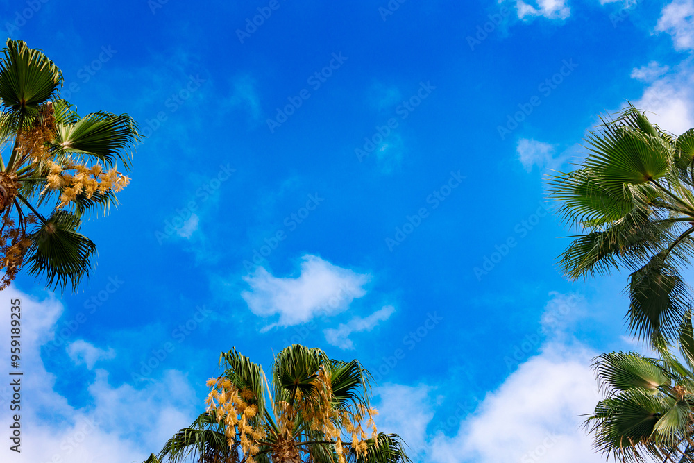 Green palm leaves against blue sky. Palm trees in backlit summer sunlight. View from bottom to top Green palm leaves against blue sky. Palm trees in backlit summer sunlight. View from bottom to top