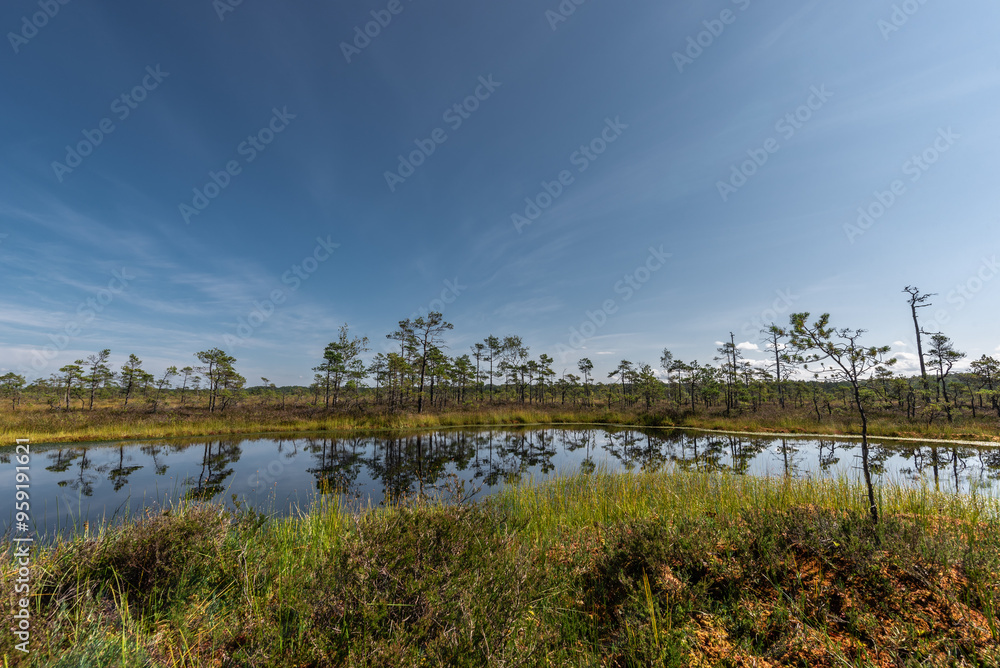 Niedraju - Pilkas bog in Latvia on sunny summer day Niedraju - Pilkas bog in Latvia on sunny summer day