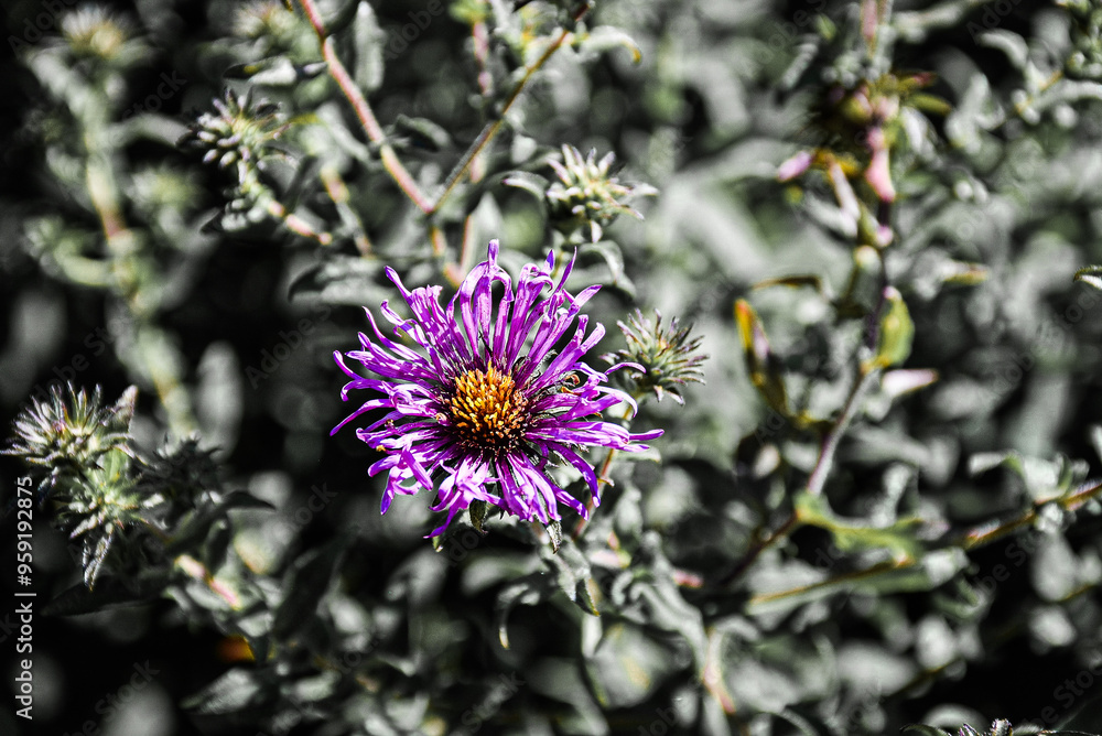 thistle flower thistle flower