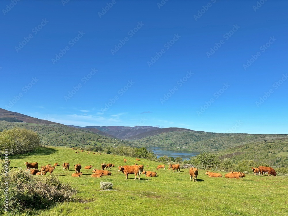 Fototapeta premium Vacas en Chandrexa de Queixa, Galicia