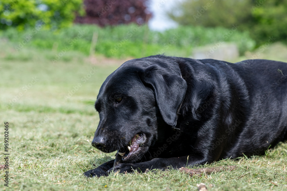 Portrait of a black Labrador chewing a stick Portrait of a black Labrador chewing a stick