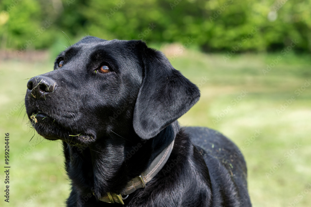 Portrait of a cute black Labrador Portrait of a cute black Labrador