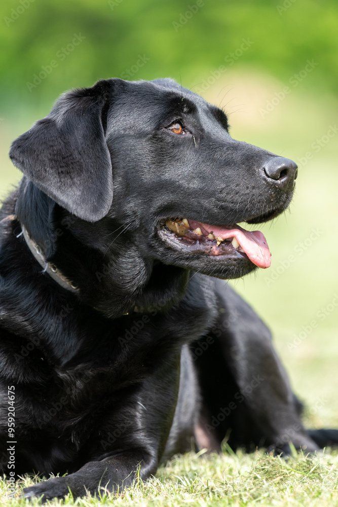 Portrait of a cute black Labrador Portrait of a cute black Labrador