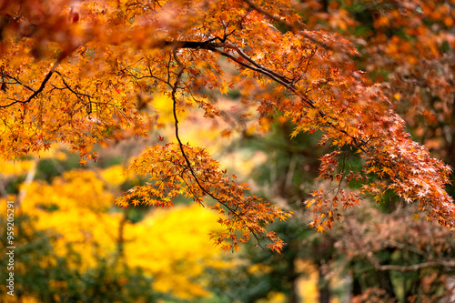 Vibrant Autumn Foliage with Golden and Red Leaves in Forest photo