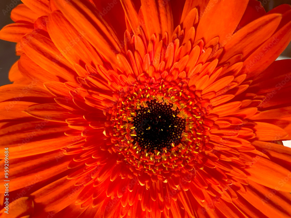 Gerbera Daisy Orange Petal 01 Gerbera Daisy Orange Petal 01