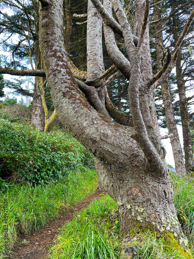 Fototapeta premium Sitka Spruce Tree Trunk 02