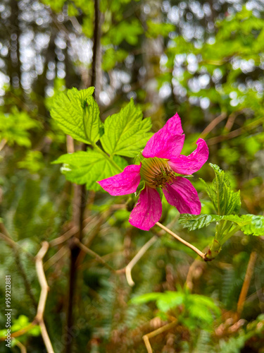 Salmonberry Blossom 04 photo