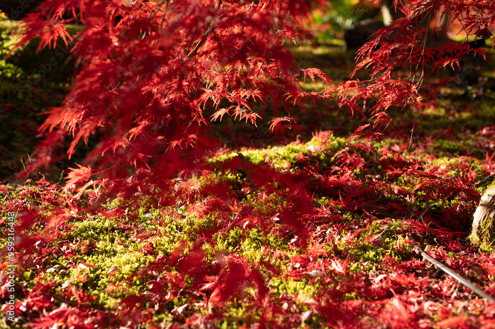 Red Autumn Leaves Scattered on Mossy Ground in Sunlight Red Autumn Leaves Scattered on Mossy Ground in Sunlight