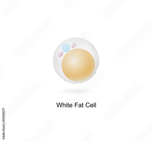 White fat cells. Adipocytes. Lipid droplets. Adipose tissue. Vector illustration.	