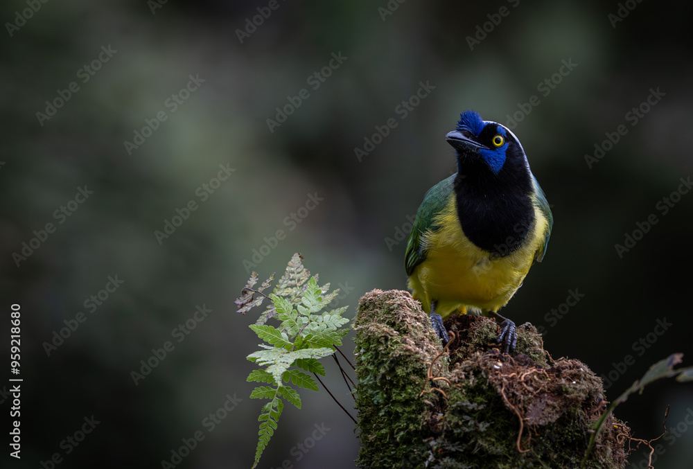 Obraz premium Birds of Colombia - Carriqui Verdiamarillo - Green Jay - Cyanocorax yncas 