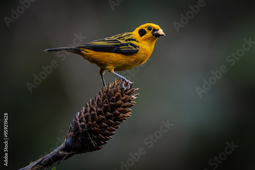 Birds of Colombia - Tangara Dorada - Golden Tanager - Tangara Arthus photo