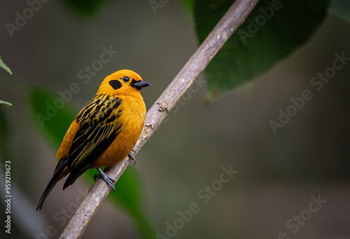 Birds of Colombia - Tangara Dorada - Golden Tanager - Tangara Arthus photo