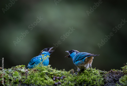 Birds of Colombia - Tangará Nuquidorada - GoldenNaped Tanager - Chalcothraupis ruficervix photo