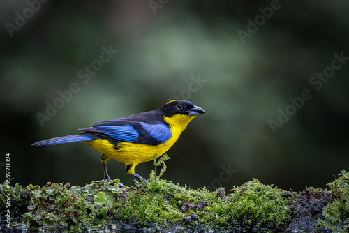 Birds of Colombia - Tangará Primavera - Blue-winged Mountain-Tanager - Anisognathus somptuosus  photo