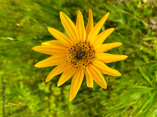 Mule Ear Star Flower 01 photo