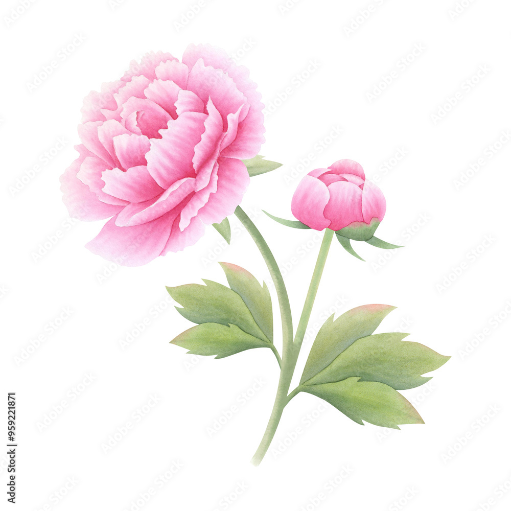 Pink peony flower with bud and leaves on isolated background. Hand drawn watercolor botanical illustration. Clipart for design, cards, invitations, congratulations, packaging, printing, advertising. Pink peony flower with bud and leaves on isolated background. Hand drawn watercolor botanical illustration. Clipart for design, cards, invitations, congratulations, packaging, printing, advertising.