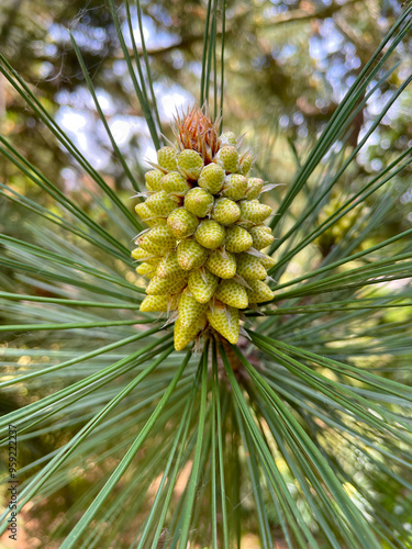 Red Pine Cone 03 photo